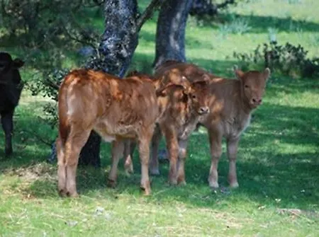 Casa de Campo Granja Escuela Buenaesperanza Morille